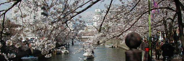 横浜：大岡川の桜